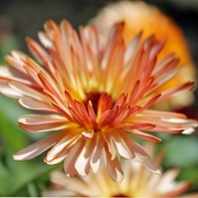 Ringelblumen Ringelblumen